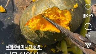 제주도 찐 단호박 되어버림.