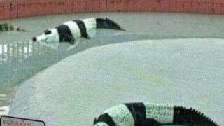 물에 사는 팬더