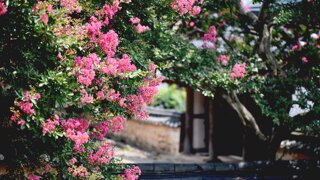 꽃 사진 몇 장