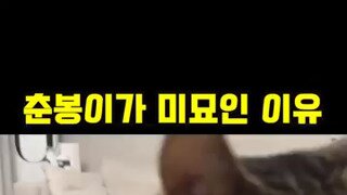 춘봉이가 미묘인 이유.mp...