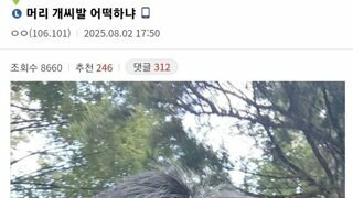 파인애플 컷