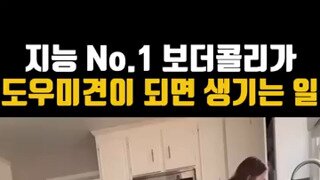 보더콜리가 도우미견이 되면 생기는 일.mp4...