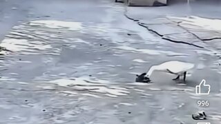 새끼냥이지키는동물가족 음..