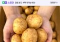 국내산 햇 감자 3kg 5kg