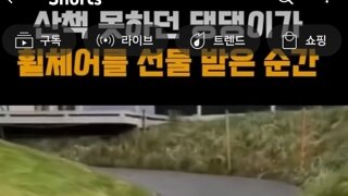 휠체어선물받은강아지 너무행복해보이네