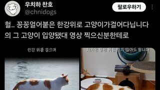 꽁꽁 얼어붙은 한강위로 걸어가던 고양이 입양됨