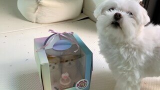 13살인데 건강해보인다는 유튜바의 강아지