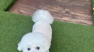 저희 강아지도 11년이 넘었네요