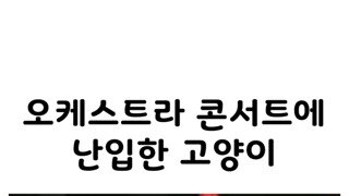 오케스트라 콘서트에 난입한 고양이