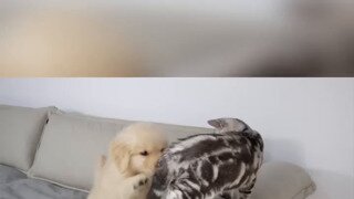 귀여우니까 그냥 보세요