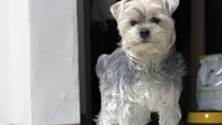 극혐주의) 자기가 싼 똥이 신기해서 쳐다보는 강아지