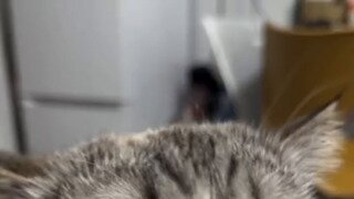 냥효대사 츄르물.gif