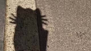 고양이의날