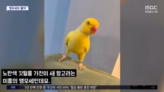 앵무새때문에 마약 조직원들 검거