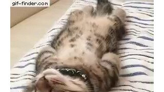 끼얏호