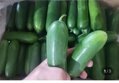 국산 미니오이 1kg