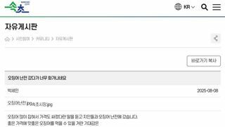 속초 마리당 2만5천원 오징어회