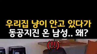 고양이계 왕과 거지 레전드