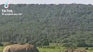 코뿔소 vs 물소