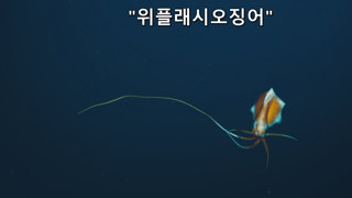 심해 오이갤러 소개
