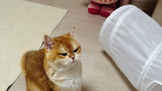 알리에서 라부부 산 사람