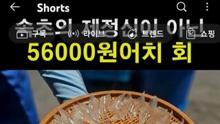 이게 56000원짜리 오징어 회??(속초)