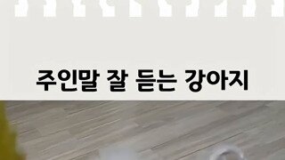 욕심 그득한 댕댕이