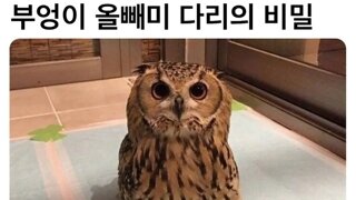 부엉이 올빼미의 비밀