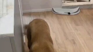 ㅇㅎ포함) 귀여움주의 강아지&고양이 모아보기