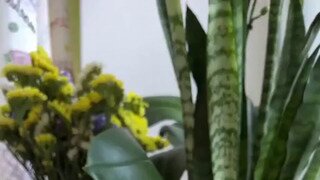 수박 먹는 기니피그들