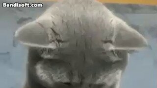 야옹아 손~
