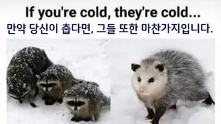 당신이 춥다면 동물들도 춥습니다 흑흑