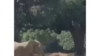 패왕색 패기