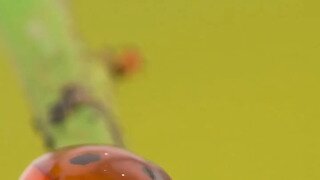 밥먹는 무당벌레