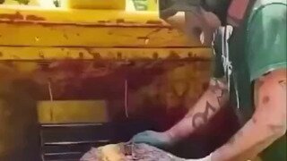 집 뺏긴 다람쥐