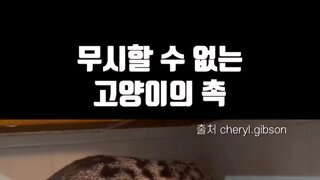 감이 좋은 고양이
