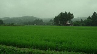 벼농사에 오리 농법을 쓰면 좋은 점