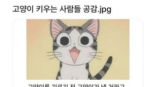 고양이키우는 집사들의 공감
