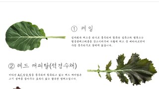여러가지 쌈채소의 종류