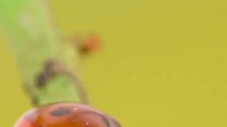 진딧물의 재앙