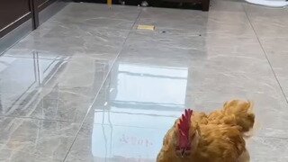 고양이 vs 닭
