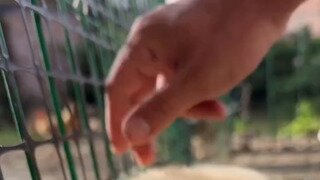 꿀잠 자는 아기 리트리버를 건드려 보았다.