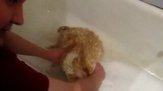 탈출실패한 뚱냥이