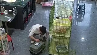 고양이 카페에서 처음 일하는 사람