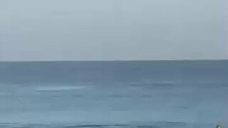 바다사자.gif
