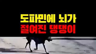도파민에 뇌가 절여진 멍멍이