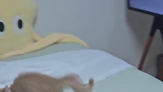 화장한 집사 못알아보고 경계하는 냥이
