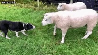 덤비는 양을 제압하는 브로콜리.gif