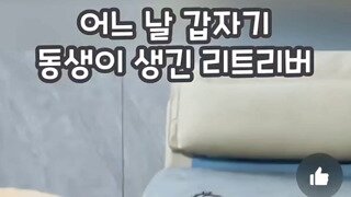 어느 날 갑자기 동생이 생긴 리트리버