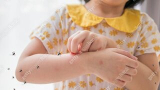 폭염에 '씨 말랐던' 모기…이제서야 기승부린다